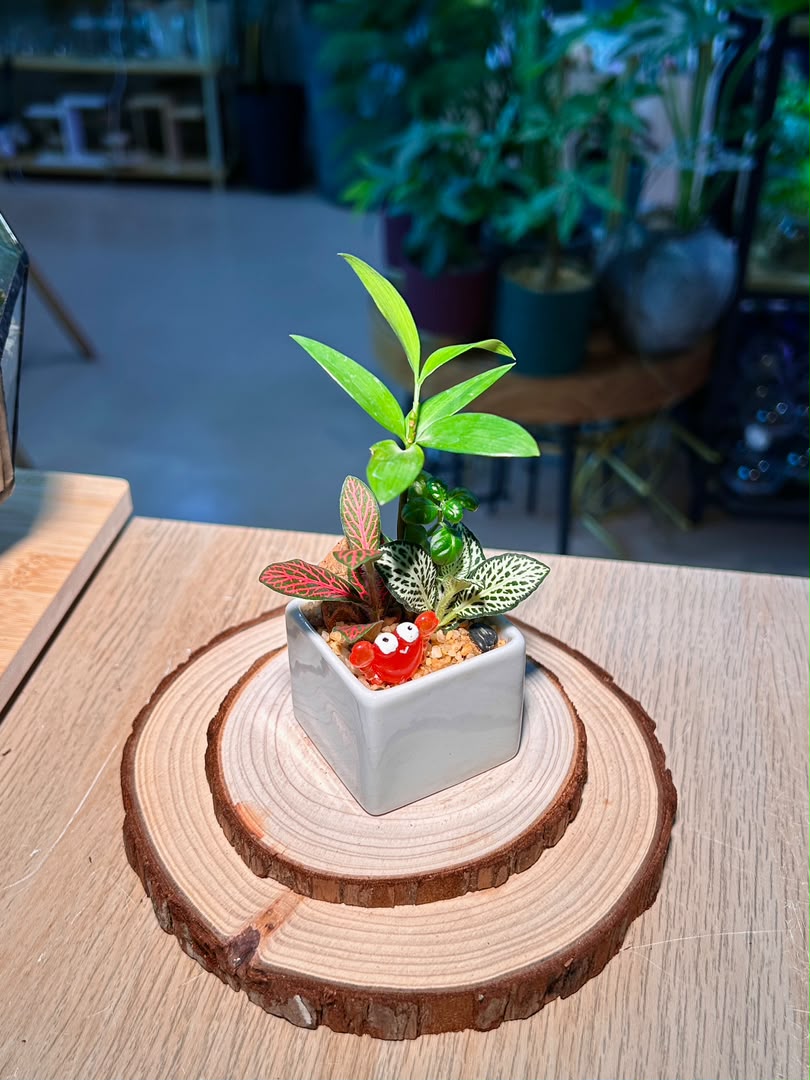 Fittonia & Nageia Nagi Arrangement (网纹草与竹柏) in White Square Ceramic Pot