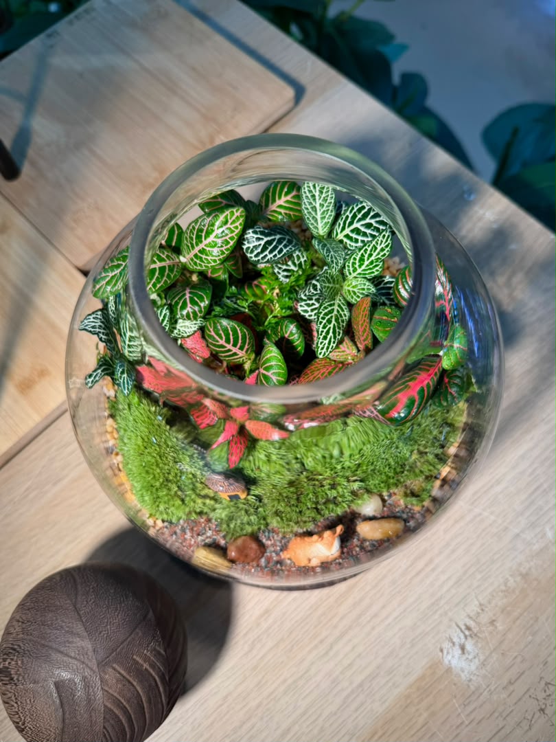Indoor Plant Arrangement Pumila & Fittonia & Rabbit Fern (薜荔 & 网纹草 & 蕨类) in Wine Glass Glass (M)