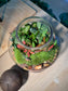 Indoor Plant Arrangement Pumila & Fittonia & Rabbit Fern (薜荔 & 网纹草 & 蕨类) in Wine Glass Glass (M)