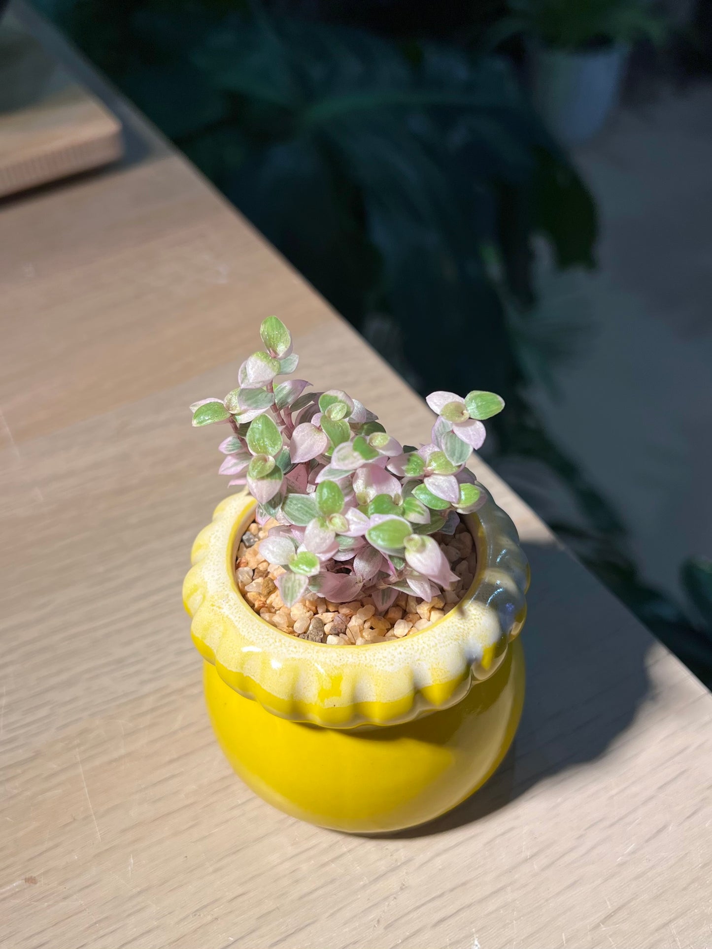 Callisia 'Pink Lady' in Petal Edge Ceramic Pot