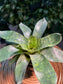 Bromeliad in Blue Designer Pot