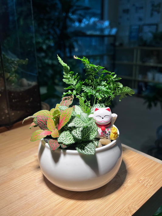 CNY Theme - Fittonia and Fern Arrangement in White Ceramic Pot