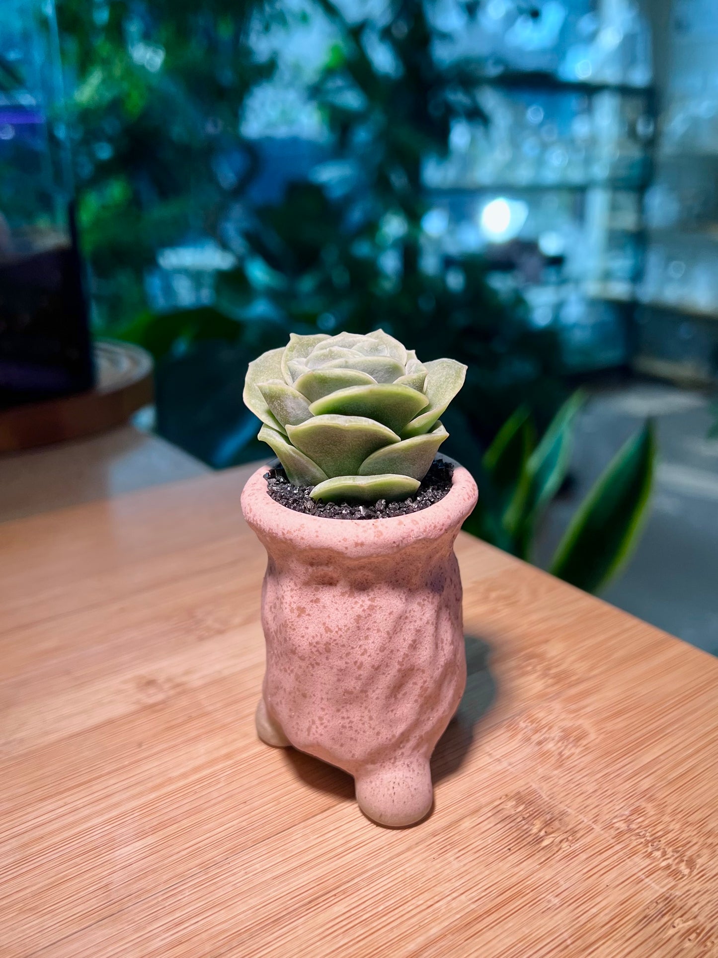 Graptoveria Lovely Rose in Tall Pinkish Ceramic Pot
