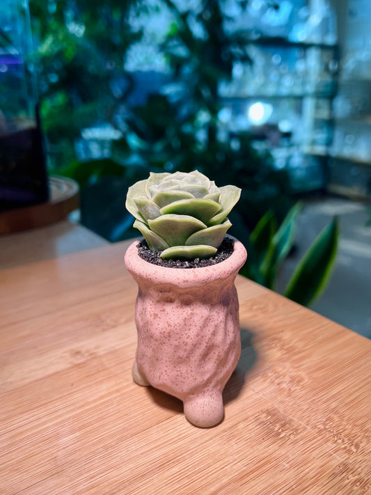 Graptoveria Lovely Rose in Tall Pinkish Ceramic Pot