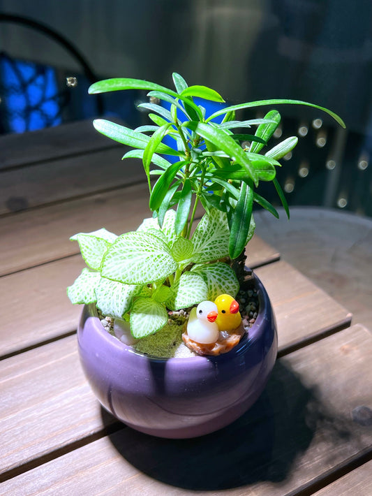 Fittonia & Podocarpus Macrophyllus Arrangement in Bright Purple Round Ceramic Pot