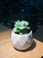 Agave Isthmensis in Pattern Designed Ceramic Pot