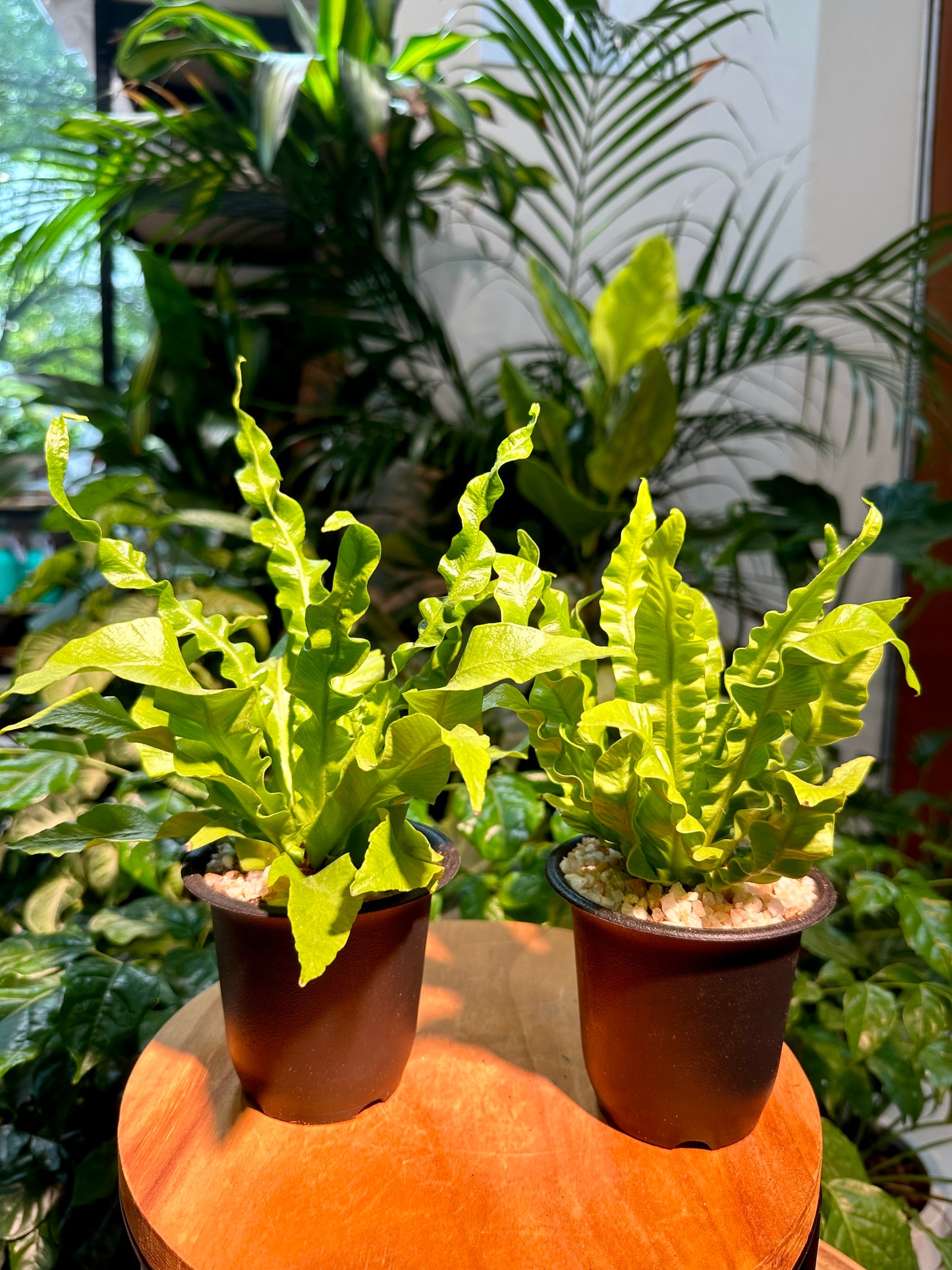 Asplenium Nidus Crispy Wave Fern in Black Plastic Pot