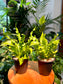 Asplenium Nidus Crispy Wave Fern in Black Plastic Pot