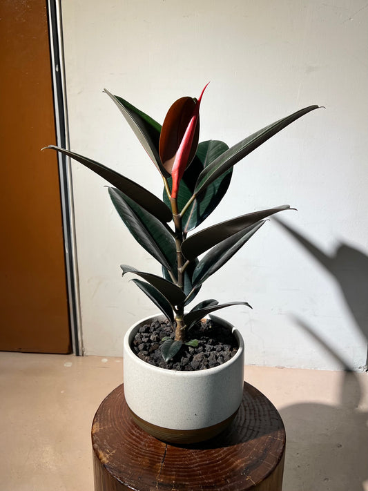 Ficus Elastica 'Burgundy' Rubber Plant in Ceramic Pot