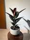 Ficus Elastica 'Burgundy' Rubber Plant in Ceramic Pot