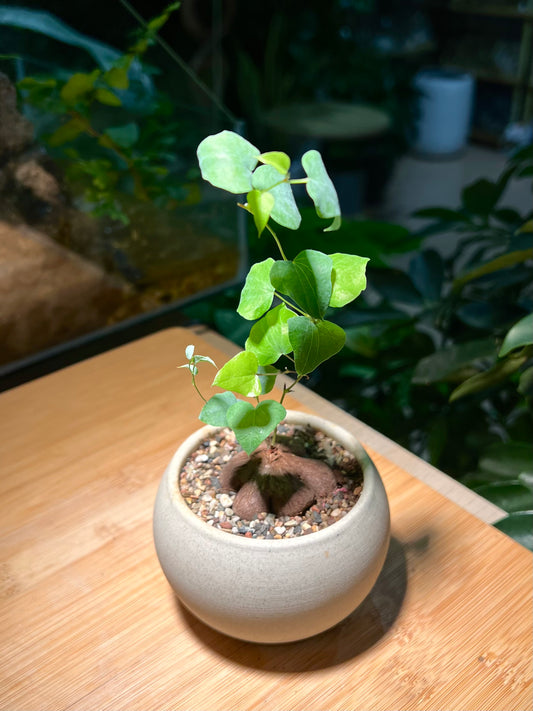 Dioscorea Hemicrypta in Matt Textured Greyish Pot