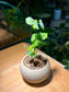 Dioscorea Hemicrypta in Matt Textured Greyish Pot