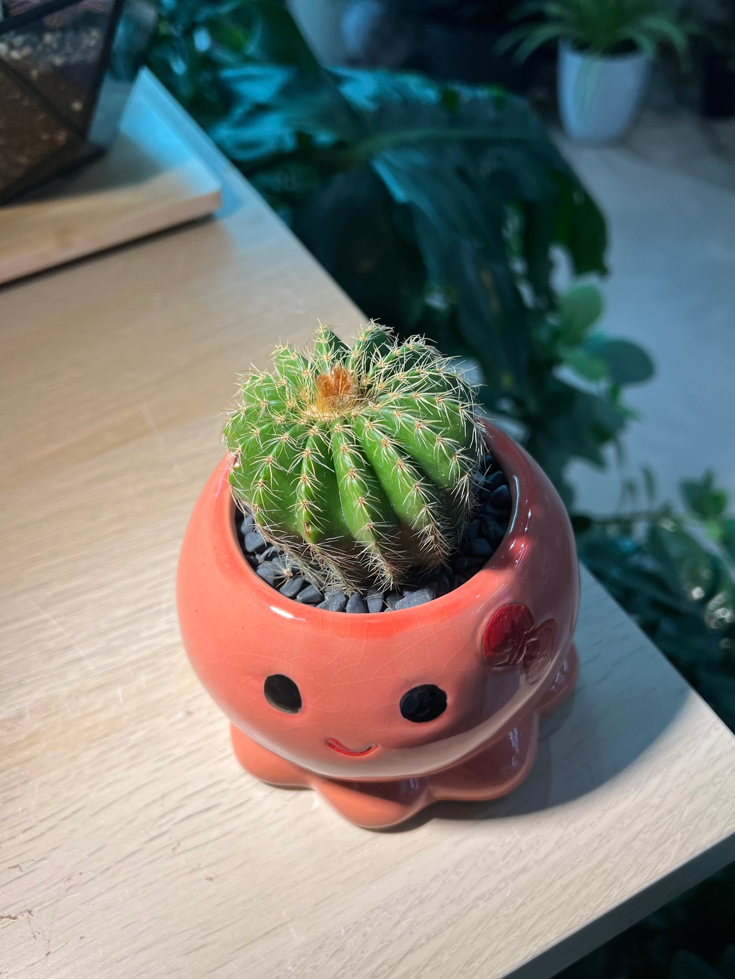 Cactus in Octopus Ceramic Pot