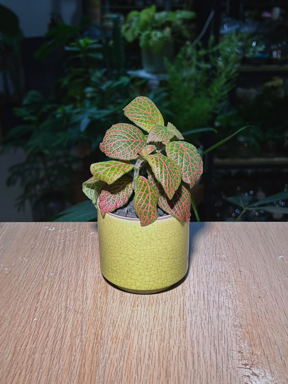 Nerve Plant (网纹草) Fittonia in Yellow Crackle Glazed Ceramic Pot