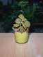 Nerve Plant (网纹草) Fittonia in Yellow Crackle Glazed Ceramic Pot