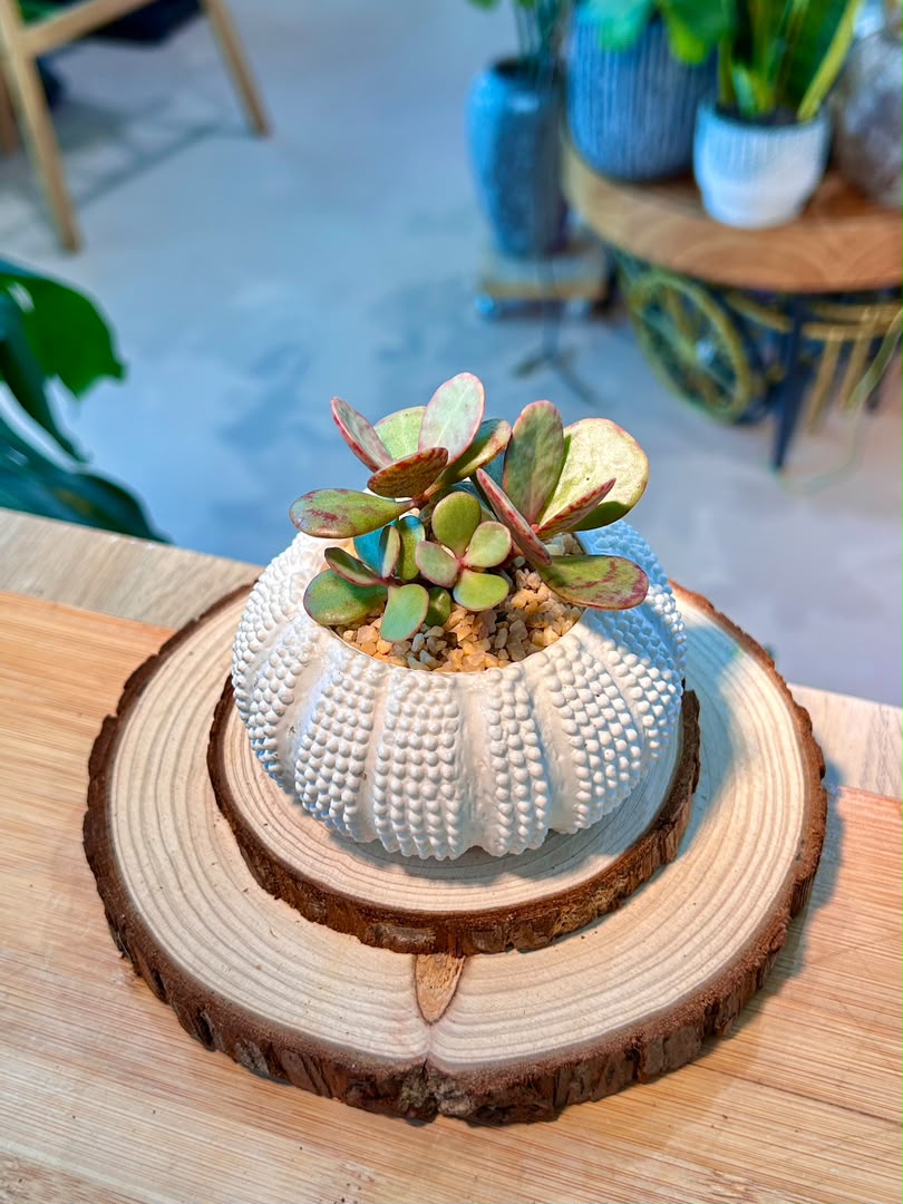 Crassula Ovata Variegata (Succulent) in Sea Urchin Ceramic Pot