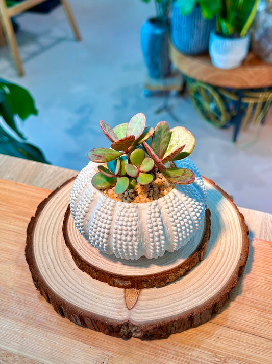 Crassula Ovata Variegata (Succulent) in Sea Urchin Ceramic Pot