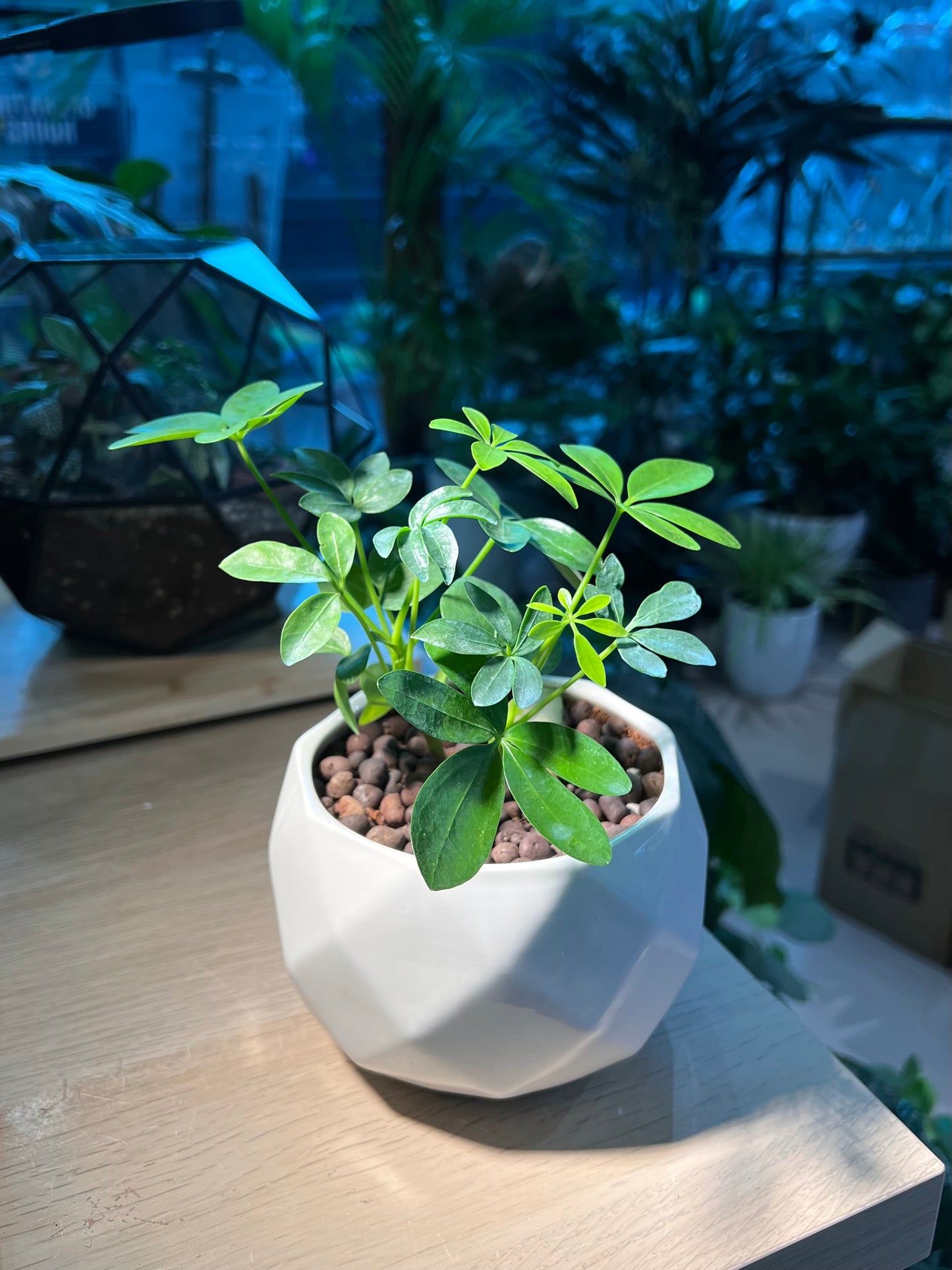 Dwarf Umbrella Tree in Marble Ceramic Pot
