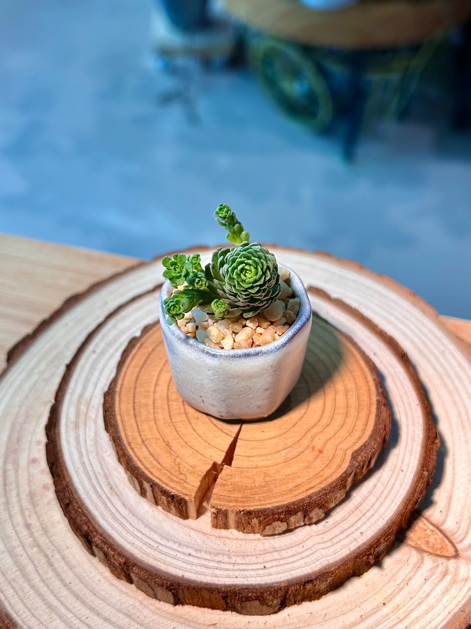 Crassula Tom Thumb (Succulent) in Ceramic Pot