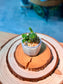 Crassula Tom Thumb (Succulent) in Ceramic Pot