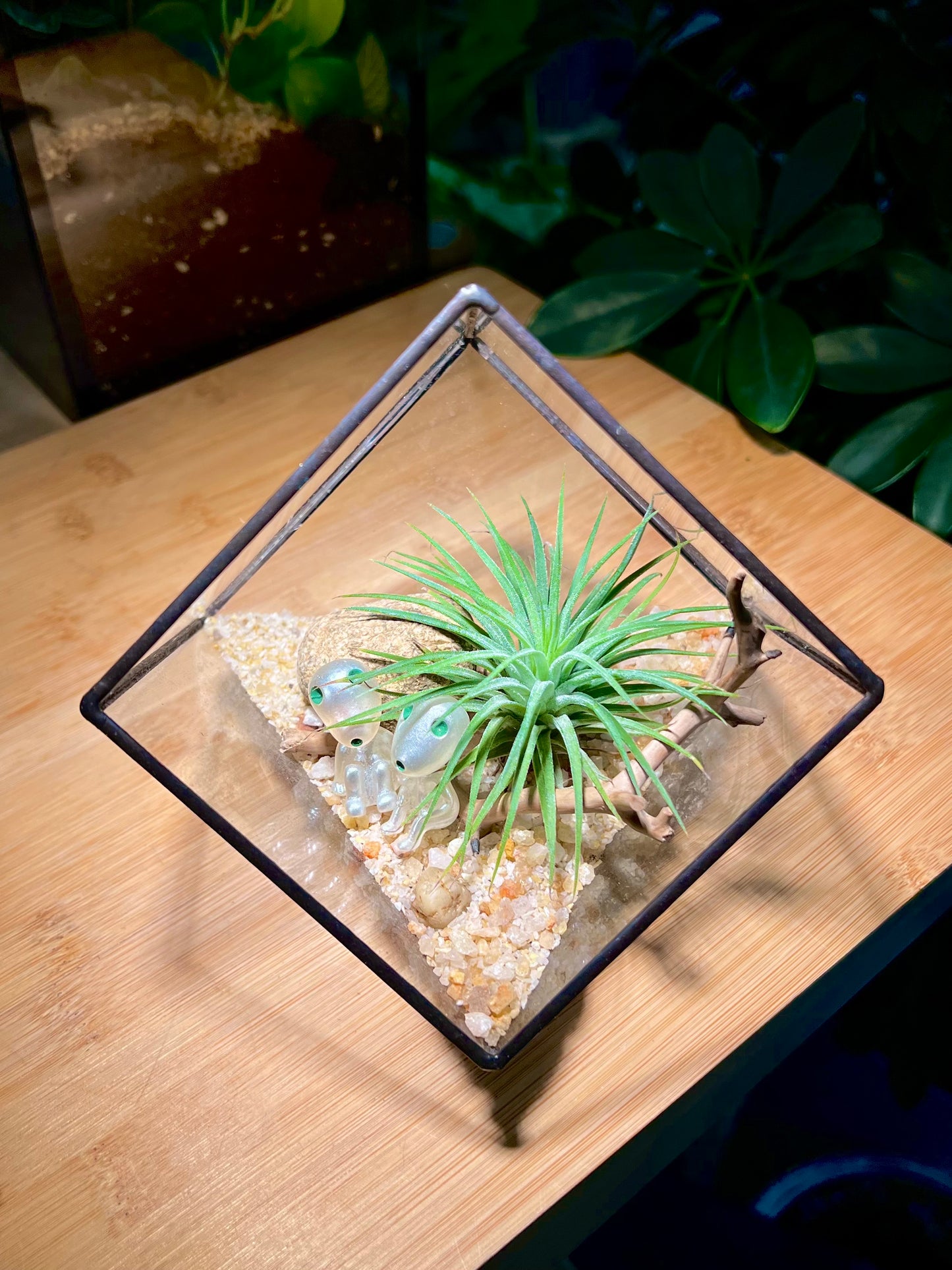 Airplant in Black Frame Cubical Glass