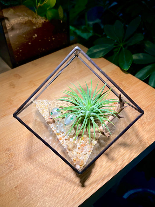 Airplant in Black Frame Cubical Glass
