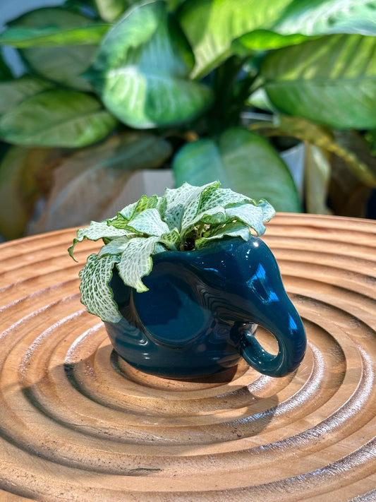 Fittonia in Green Designer Elephant Pot