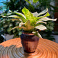 Bromeliad in Blue Designer Pot