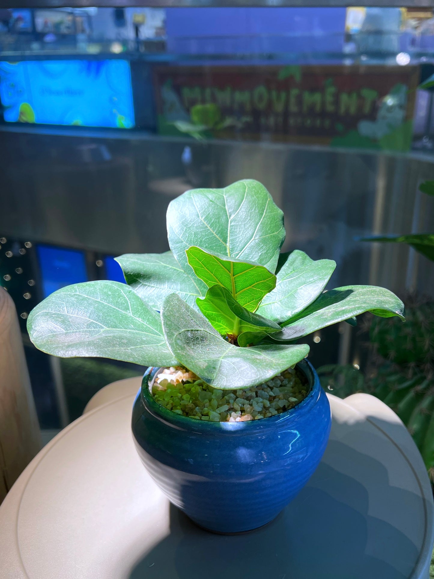 Fiddle-Leaf Fig (琴叶榕) in Ocean Blue Ceramic Pot