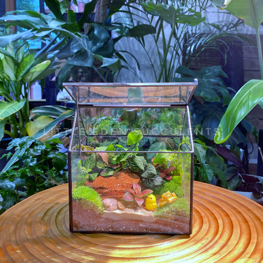 Fittonia and Fern with Moss Arrangement in Black Frame Glasshouse (S)
