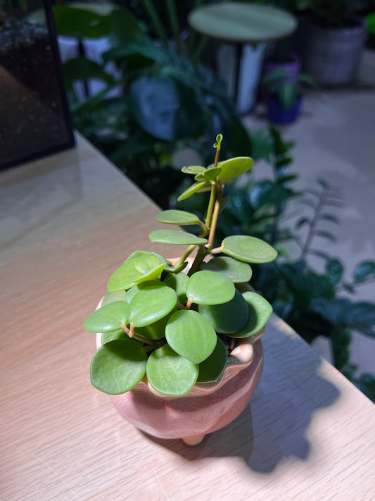 Peperomia Hope in Pinkish Petal Edge Ceramic Pot