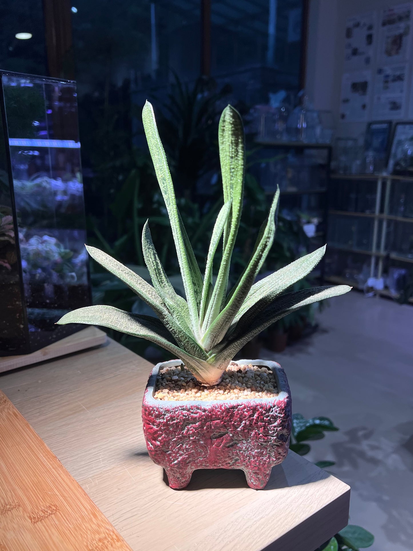 Gasteria Little Warty in Rectangular Ceramic Pot