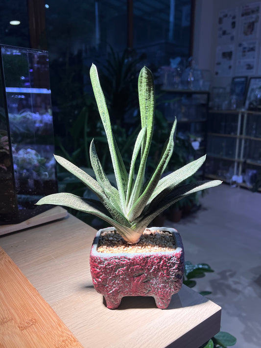 Gasteria Little Warty in Rectangular Ceramic Pot