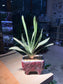 Gasteria Little Warty in Rectangular Ceramic Pot