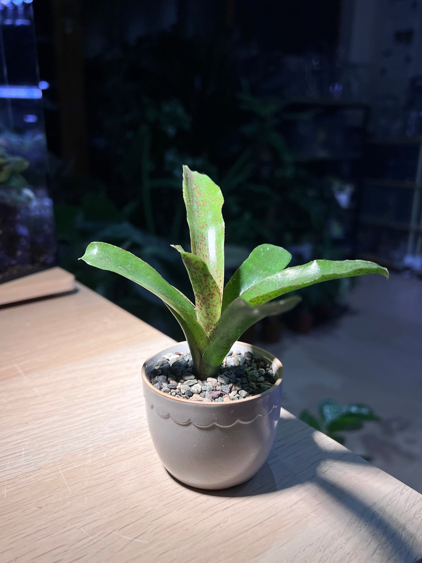 Bromeliad in Petal Edge Ceramic Pot