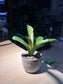 Bromeliad in Petal Edge Ceramic Pot
