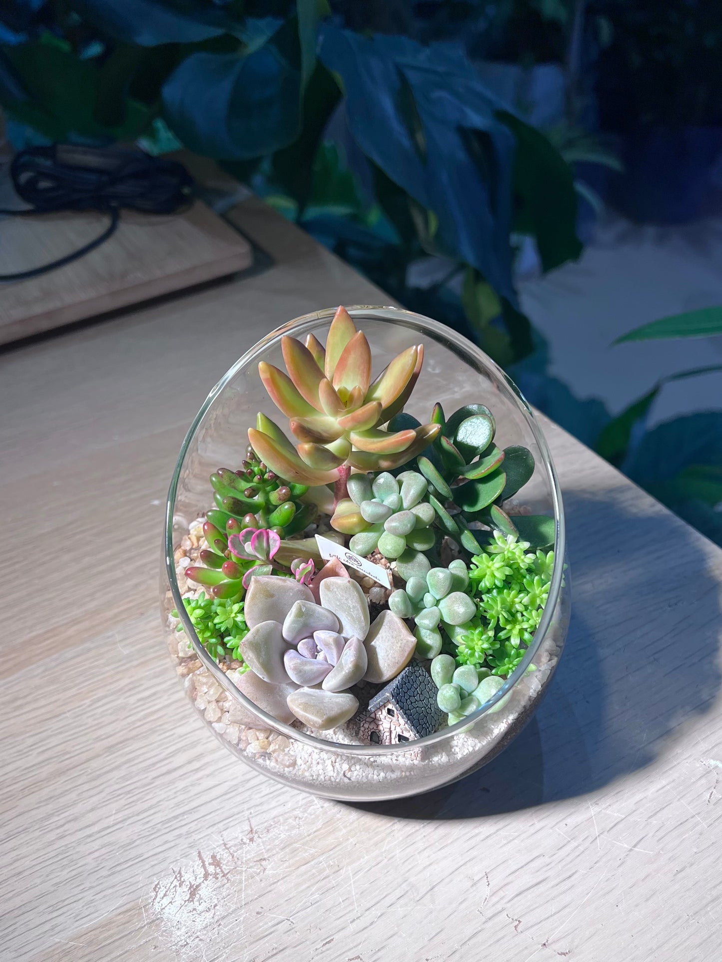 Succulent Terrarium in Slanted Glass (L)