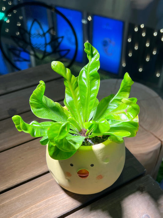 Bird’s Nest Fern in Chicky Pot