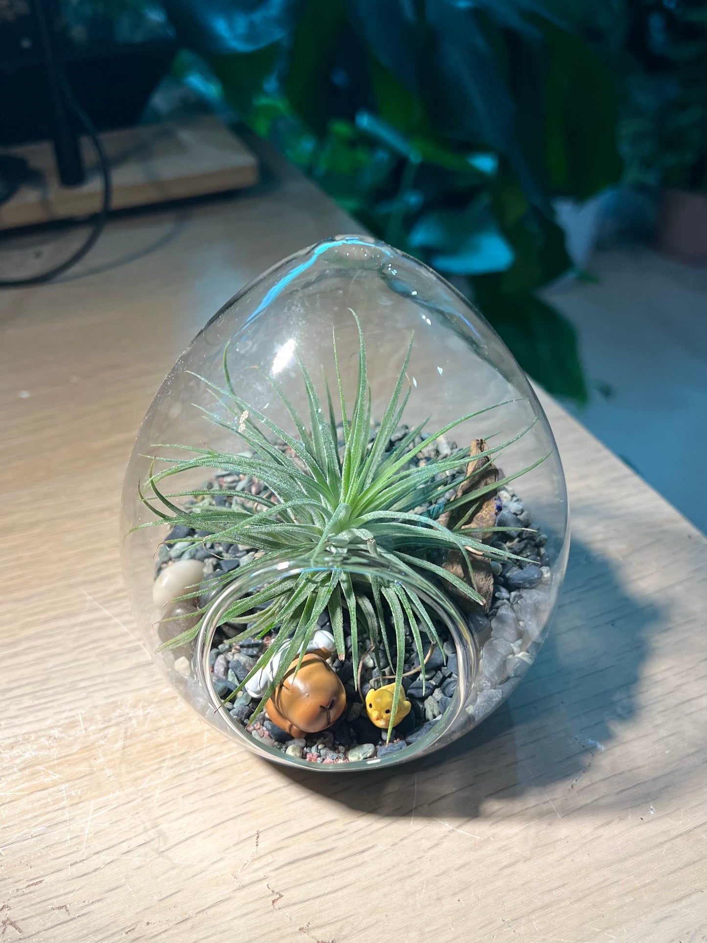 Airplant in Eggette Glass (S)