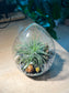 Airplant in Eggette Glass (S)