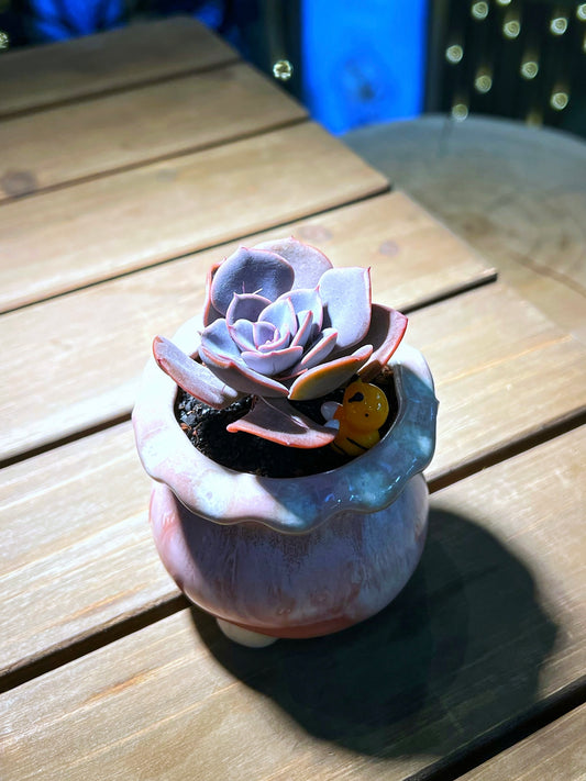 Echeveria in Handmade Petal Edge Ceramic Pot