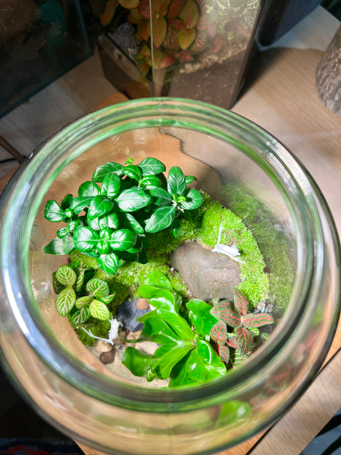 Fittonia and Fern with Moss Arrangement in Terrarium Jar (5L)