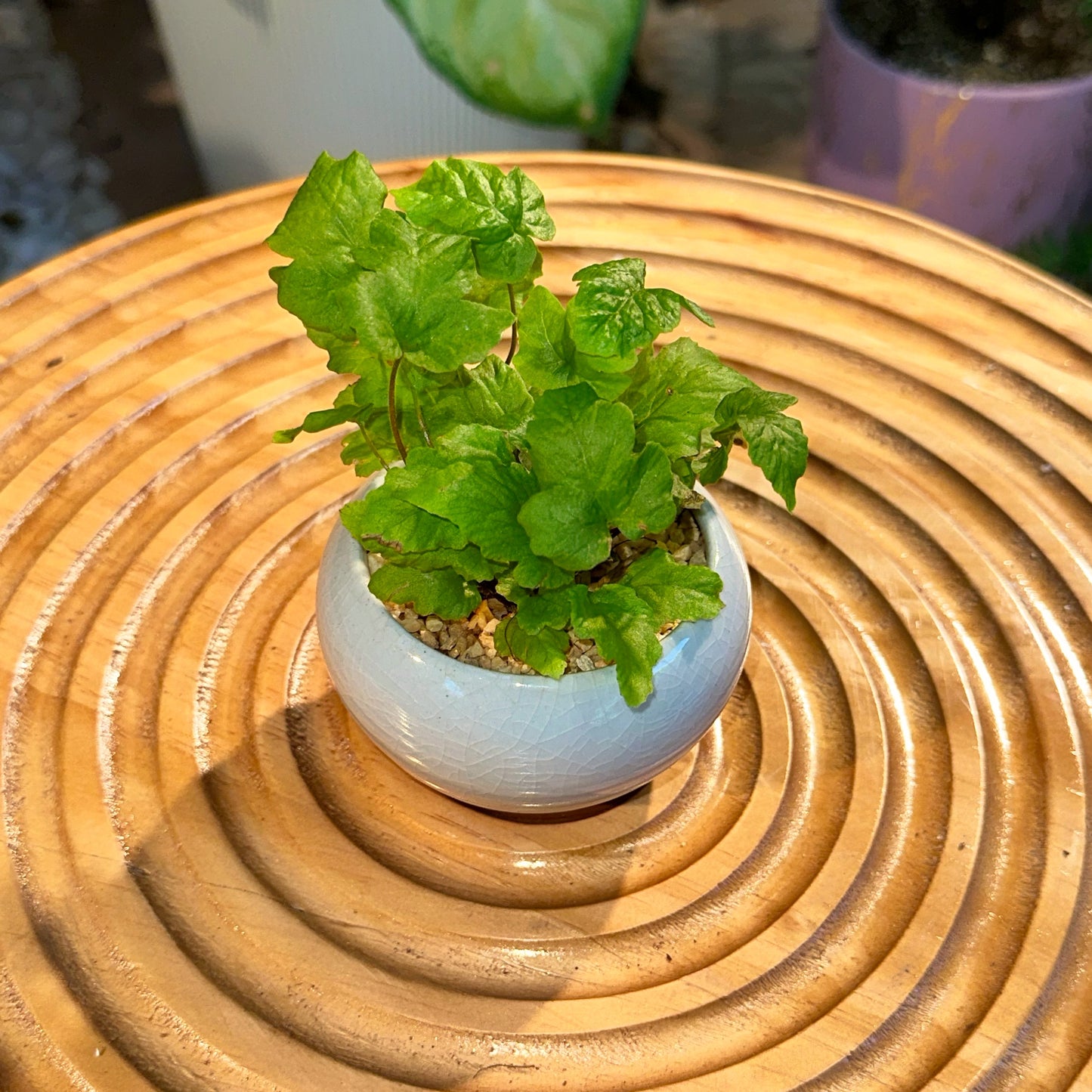 Doryopteris Cordata Antenna Fern in Designer Light Blue Pot