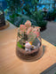 CNY Theme - Fittonia with Moss Arrangement in Fuji Terrarium