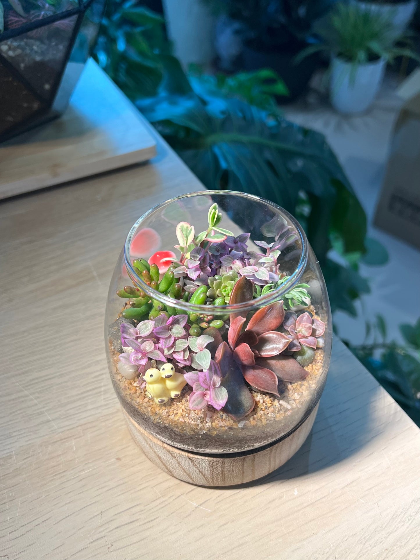 Succulent Arrangement in Muji Glass with Wooden Base Terrarium