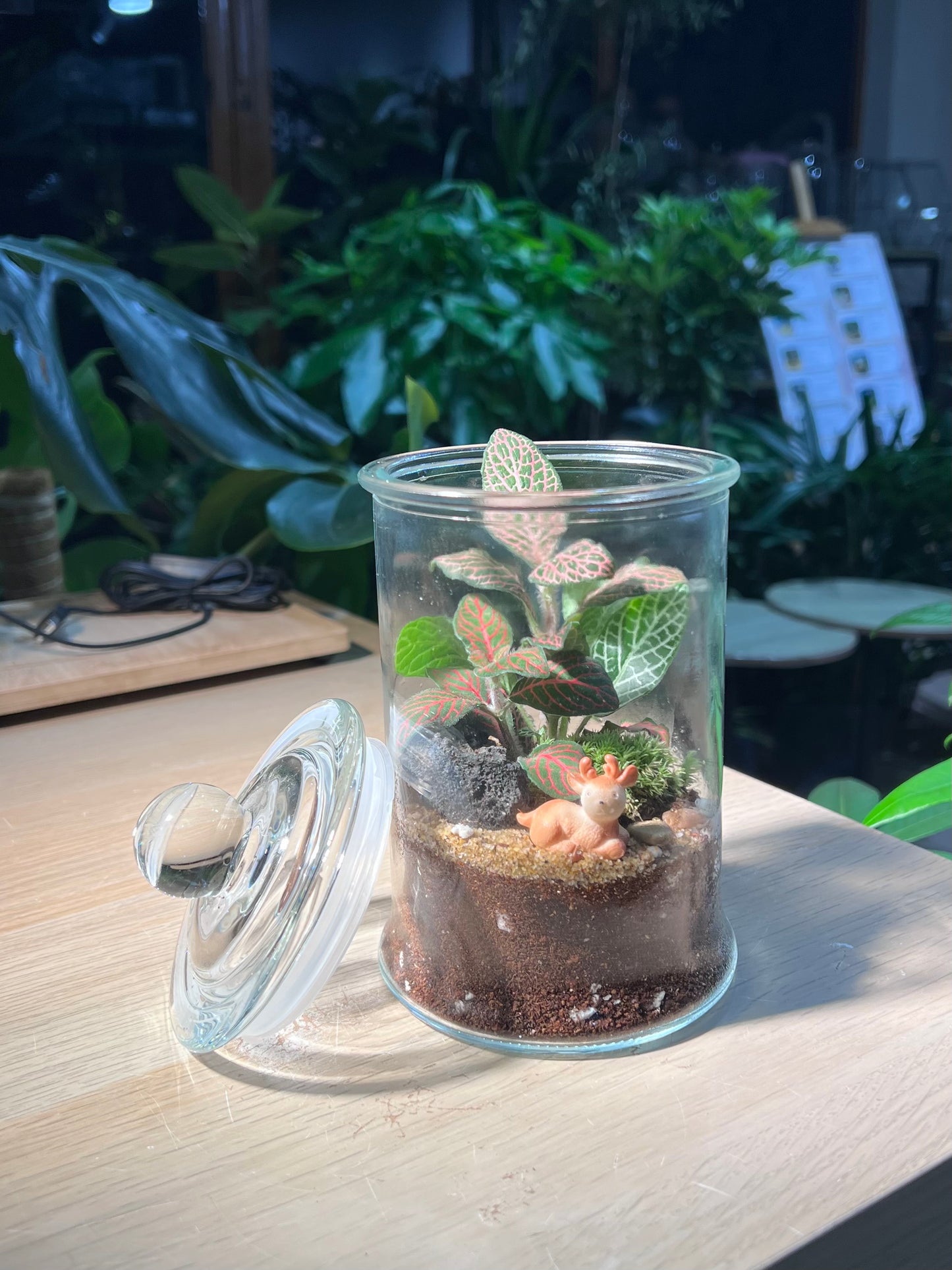 Indoor Plant Terrarium in Glass Jar (L)