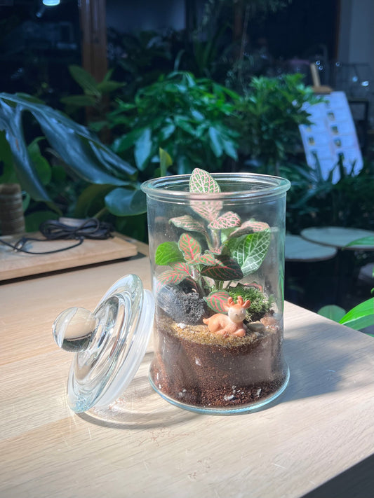 Indoor Plant Terrarium in Glass Jar (L)