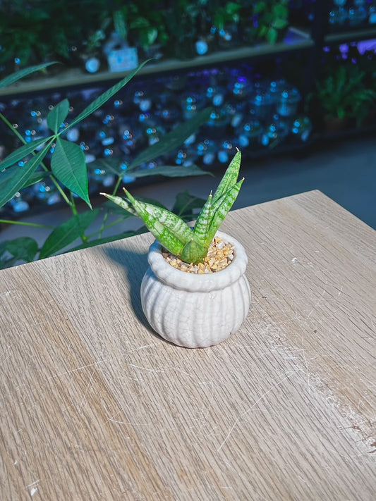 Snake Plant (θε°Ύε
°) Sansevieria Dracaena in White Glazed Ceramic Pot