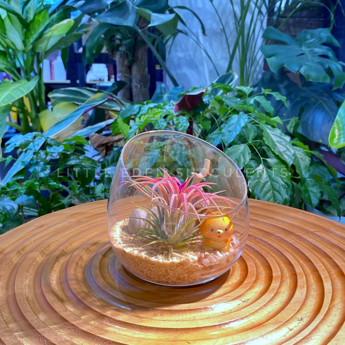 Airplant in Slanted Glass Terrarium (M)