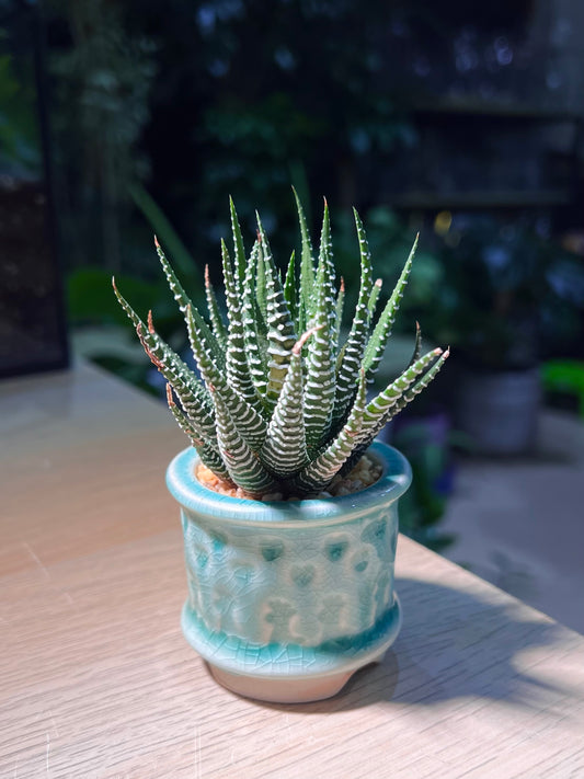 Haworthia Fasciata (Zebra Plant) in Mint Blue Ceramic Pot